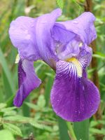 Iris in Texas