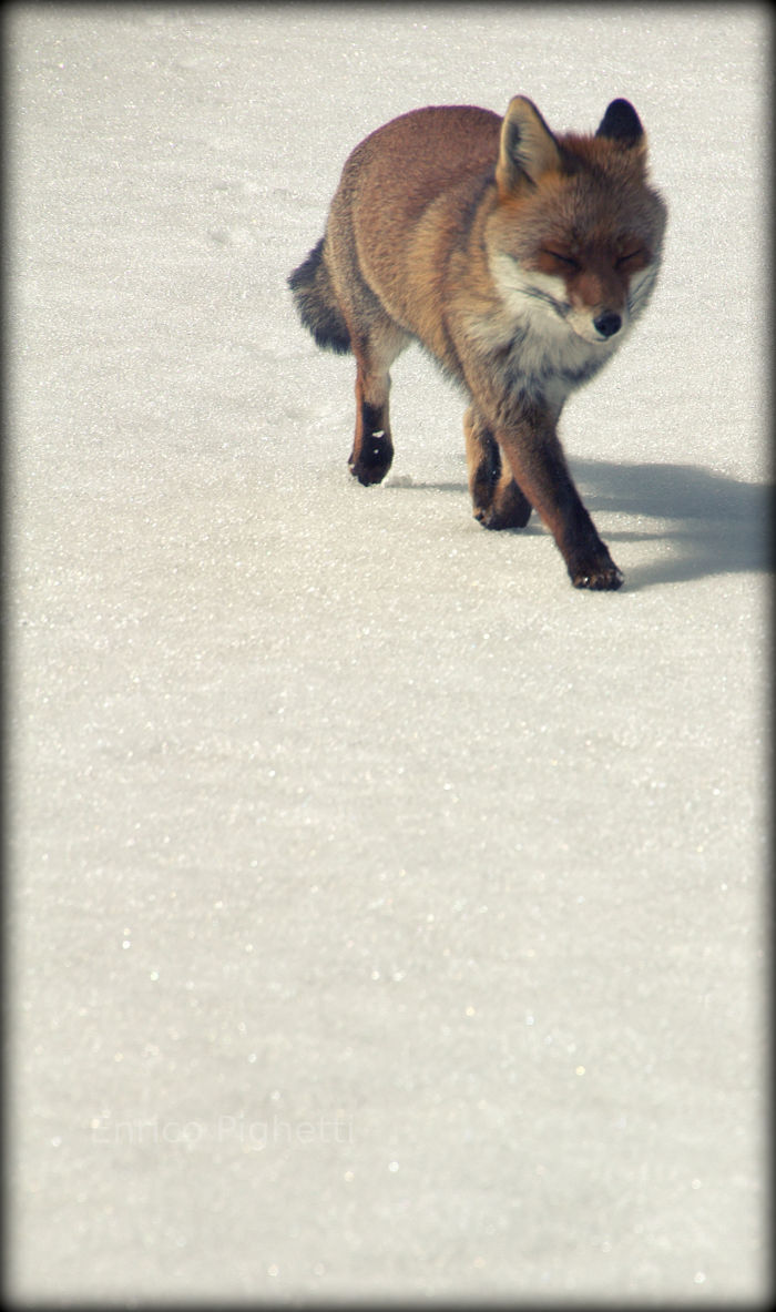 Italian Fox