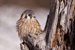 Kestrel in Michigan