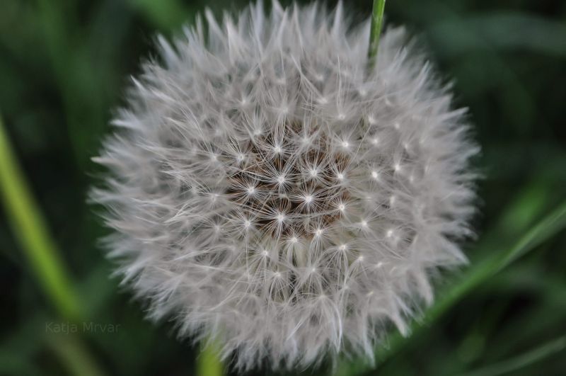 Dandelion in Slovenia