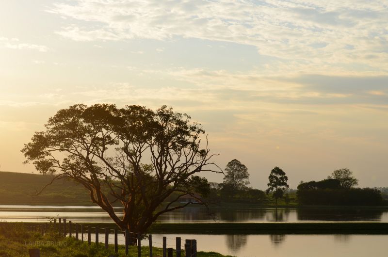 Beautiful tree over a pond in Brazil