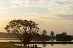 Beautiful tree over a pond in Brazil