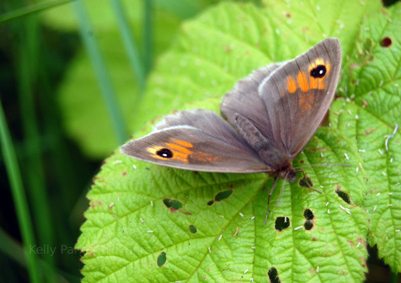 Butterfly in England