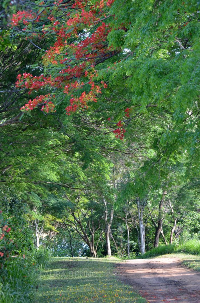 Tree lined road in Brazil