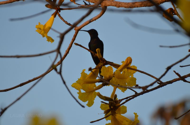 Hummingbird in Brazil