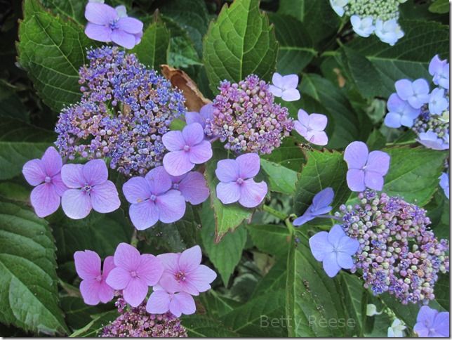 Lacecap Hydrangea in British Columbia