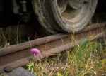 Old train near El Maiten Chubut Argentina