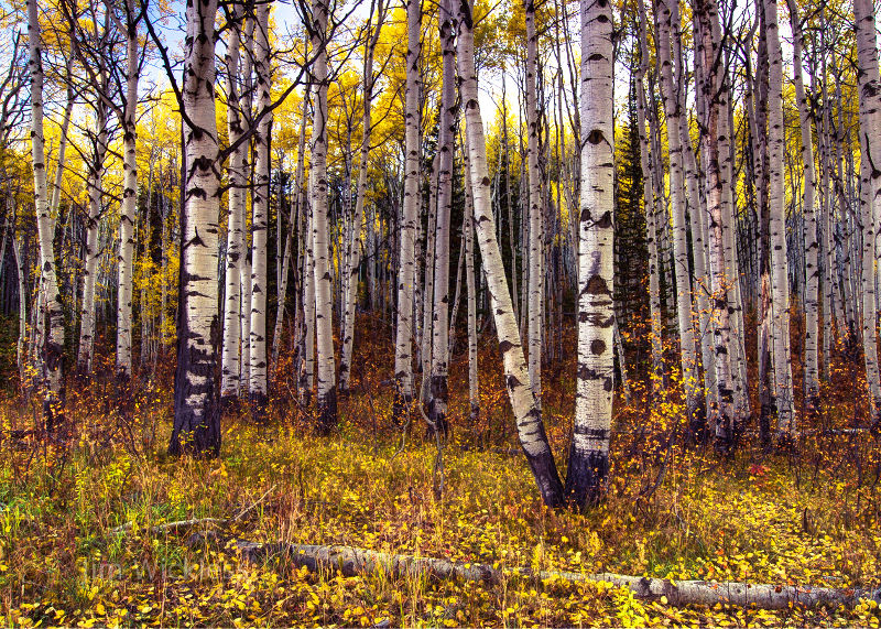 Autumn in Steamboat Springs, CO