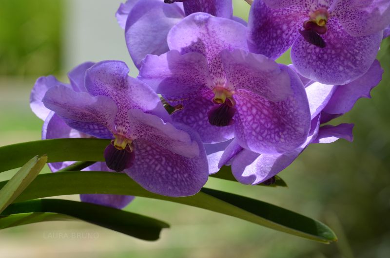 Purple Brazilian flowers