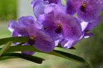 Purple Brazilian flowers