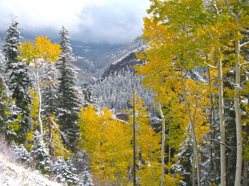 Autumn leaves turn to winter snow.