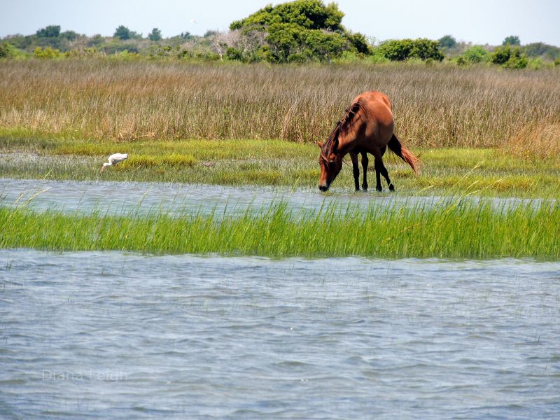 Wild Pony in North Carolina