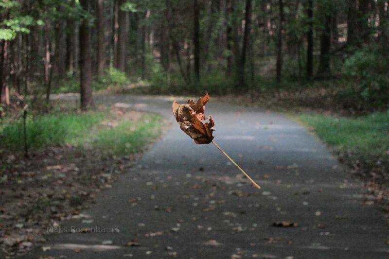 Falling leaf in Maryland