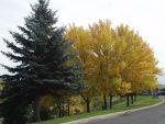 Fall leaves in Canada