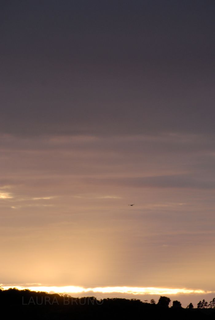 Bird and sunset