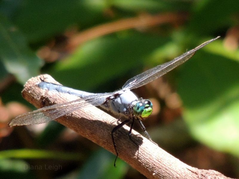 Dragonfly in North Carolina