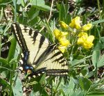 Butterfly in San Juan Wilderness, Colorado
