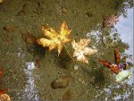 Leaves in Cowichan Bay, BC.