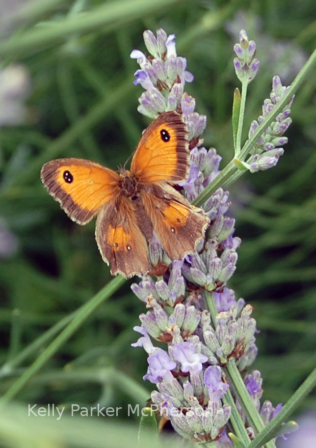 Butterfly in England