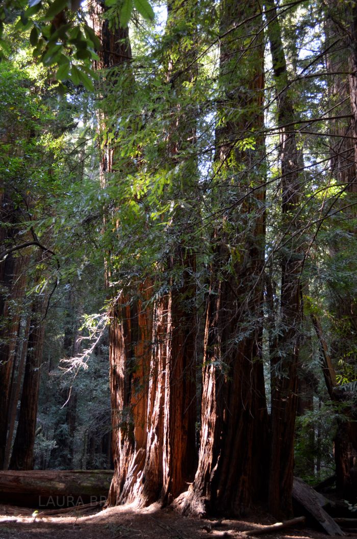 Redwoods