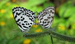 Butterflies in India