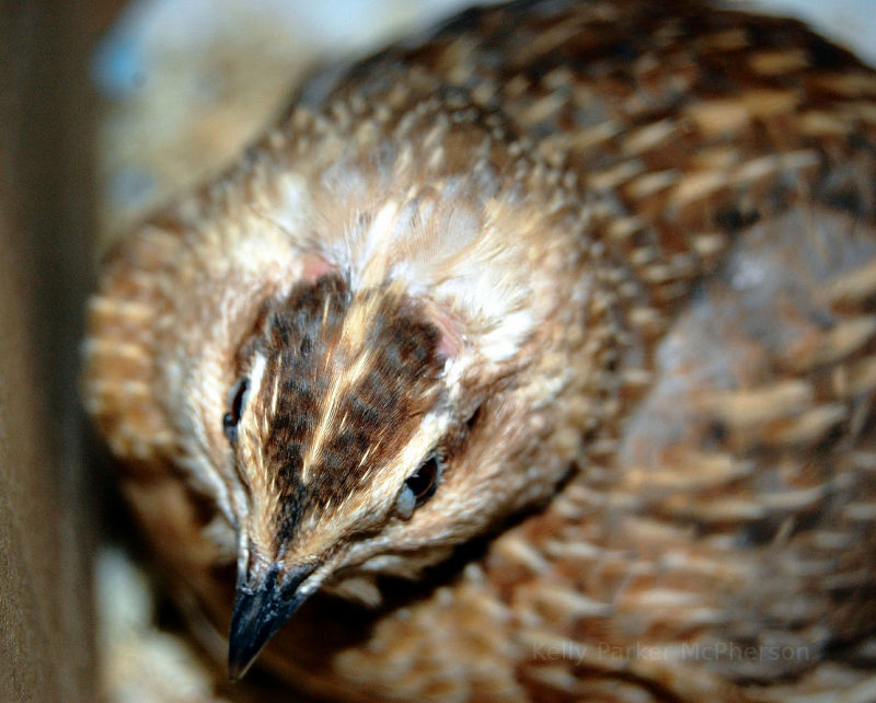 Quail in the UK.