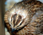 Quail in the UK.