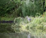 Heron