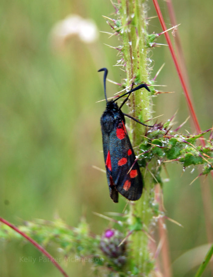 English insect.