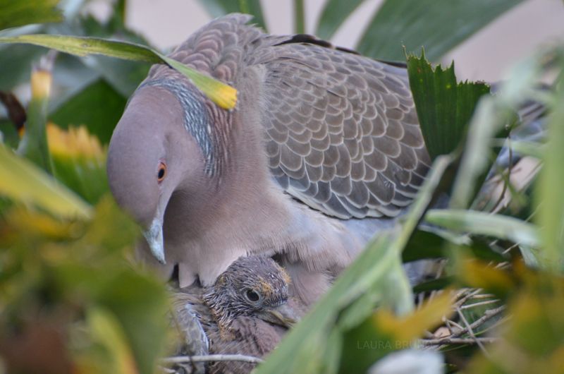 Pigeon in Brazil