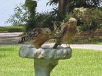 Hawks in Florida