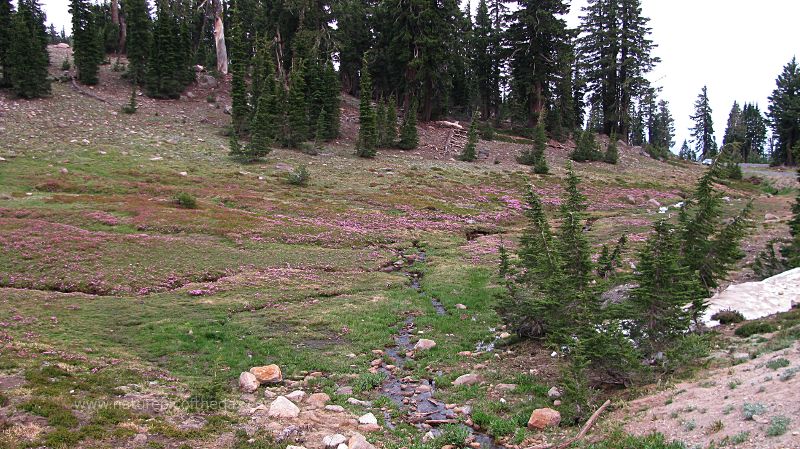 Wildflowers in Lassen