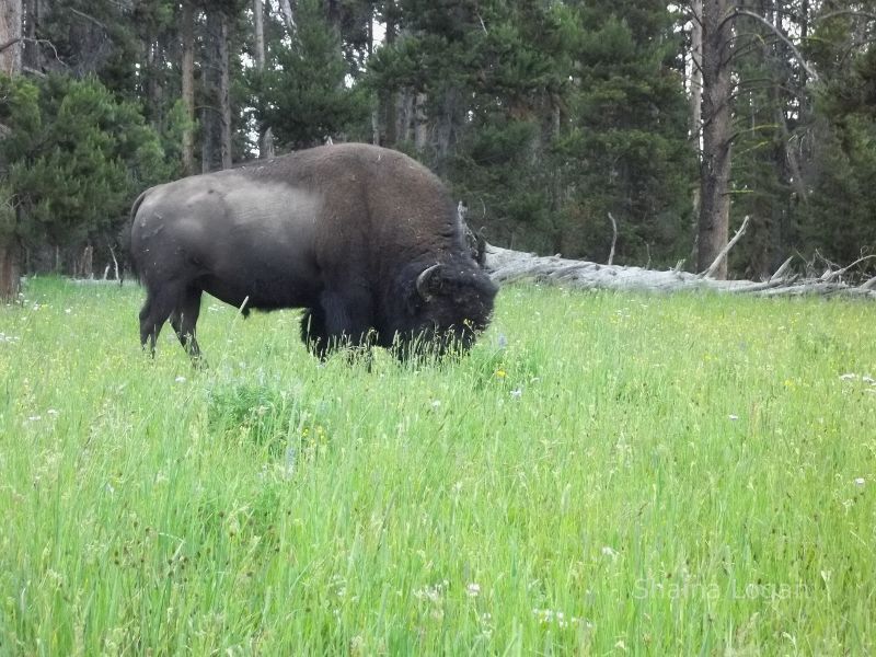 Buffalo in Yellowstone