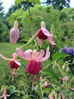 Flowers in th Pacific Northwest