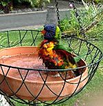 Bird taking a bath in Australia