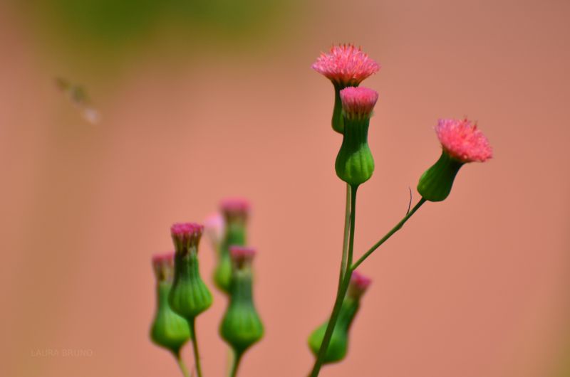 Flower in Brazil