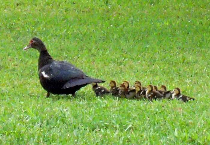 Ducks in Florida