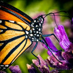 Monarch Butterfly in Houston Arboretum & Nature Center