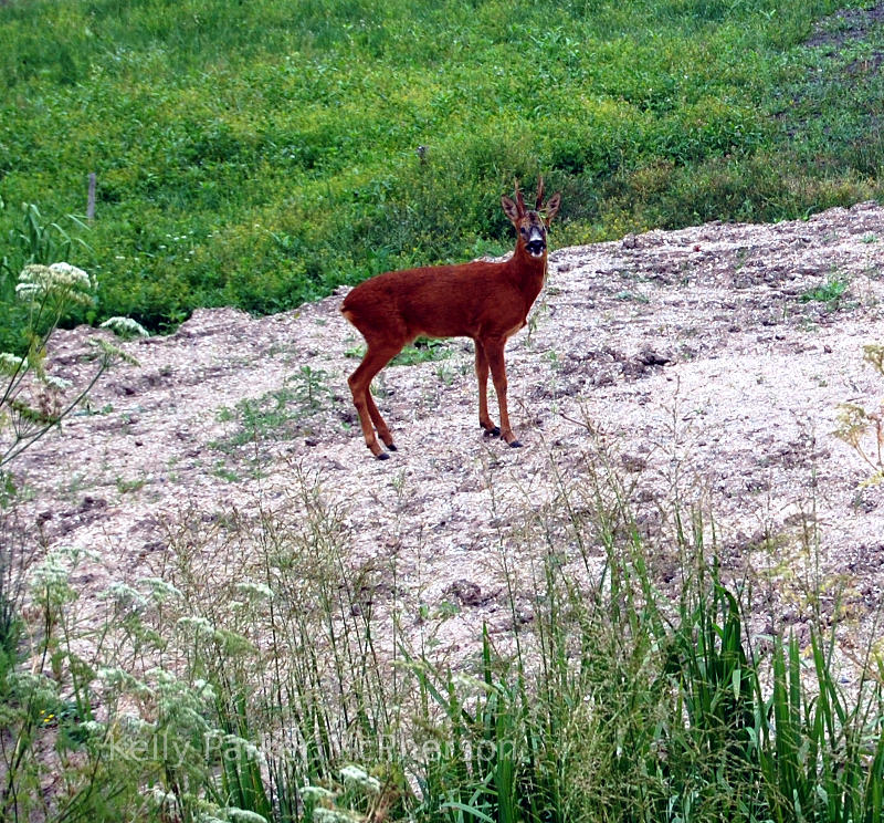 Buck in the UK