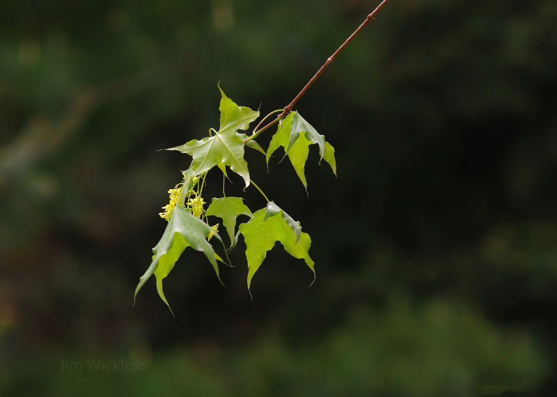 Leaves