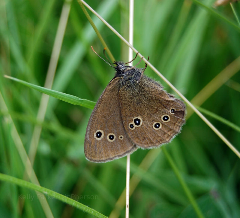 Butterfly in the UK