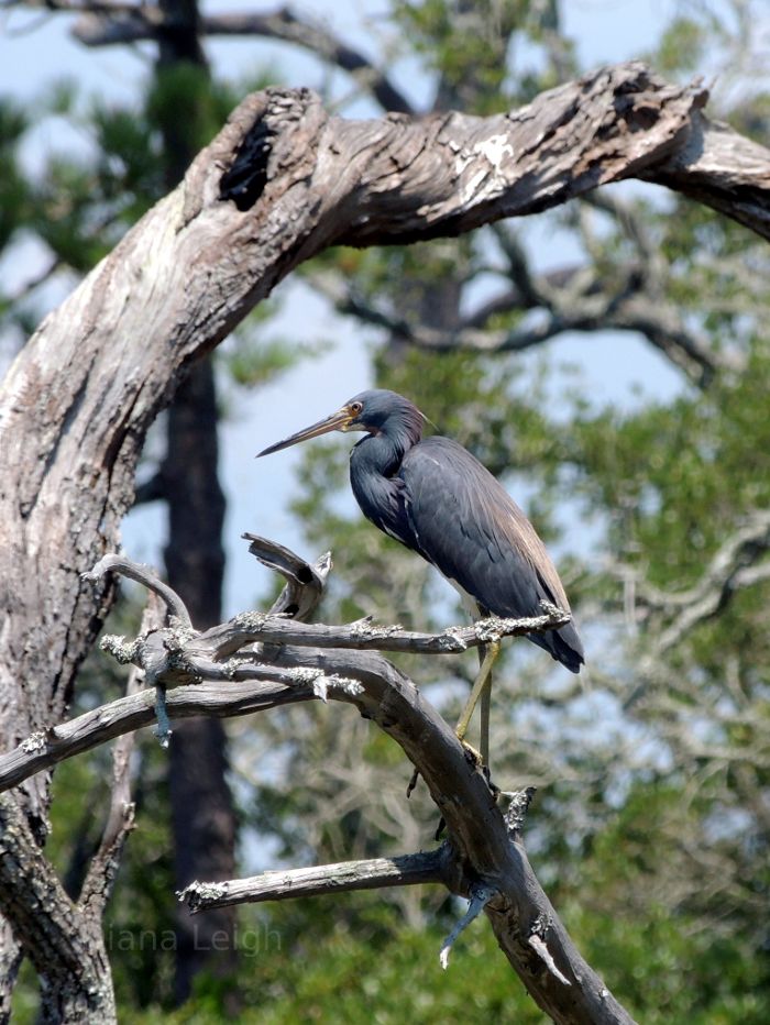 Heron in North Carolina