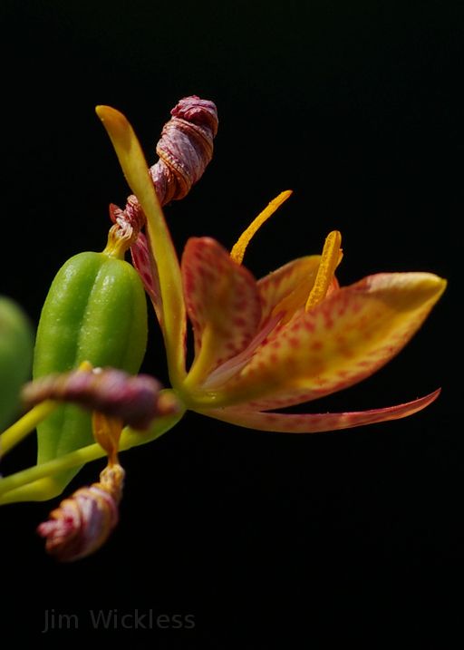 Blackberry Lily