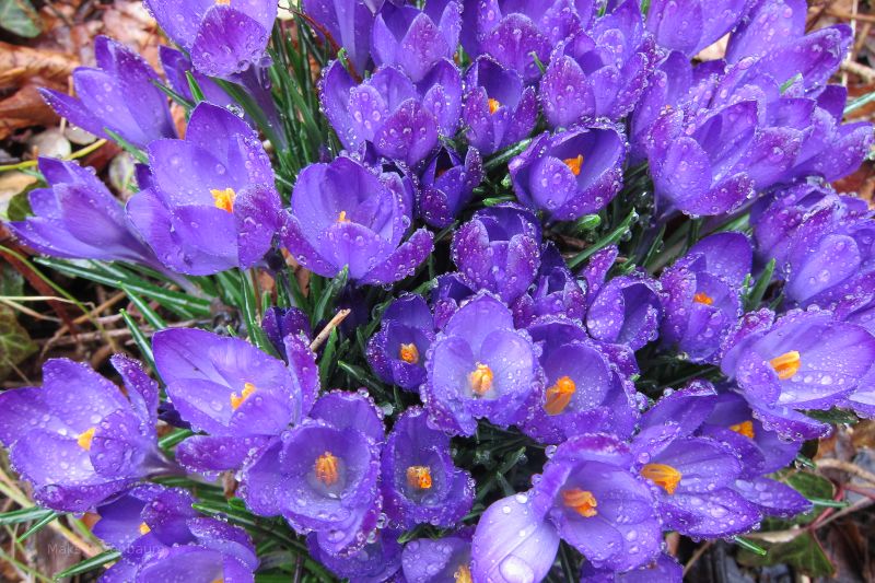 Crocus in Washington, DC