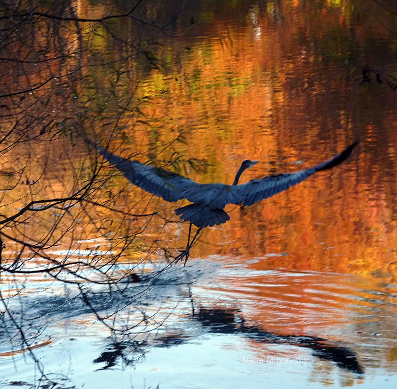 Heron in Owings Mills, MD