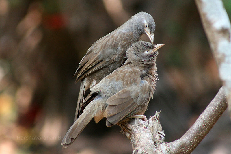 Jungle Babblers in Udupi, India