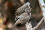 Jungle Babblers in Udupi, India