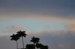 A patch of blue sky  framed by palm trees in Brazil