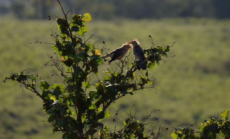 Two birds in a bush.