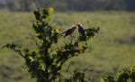 Two birds in a bush.